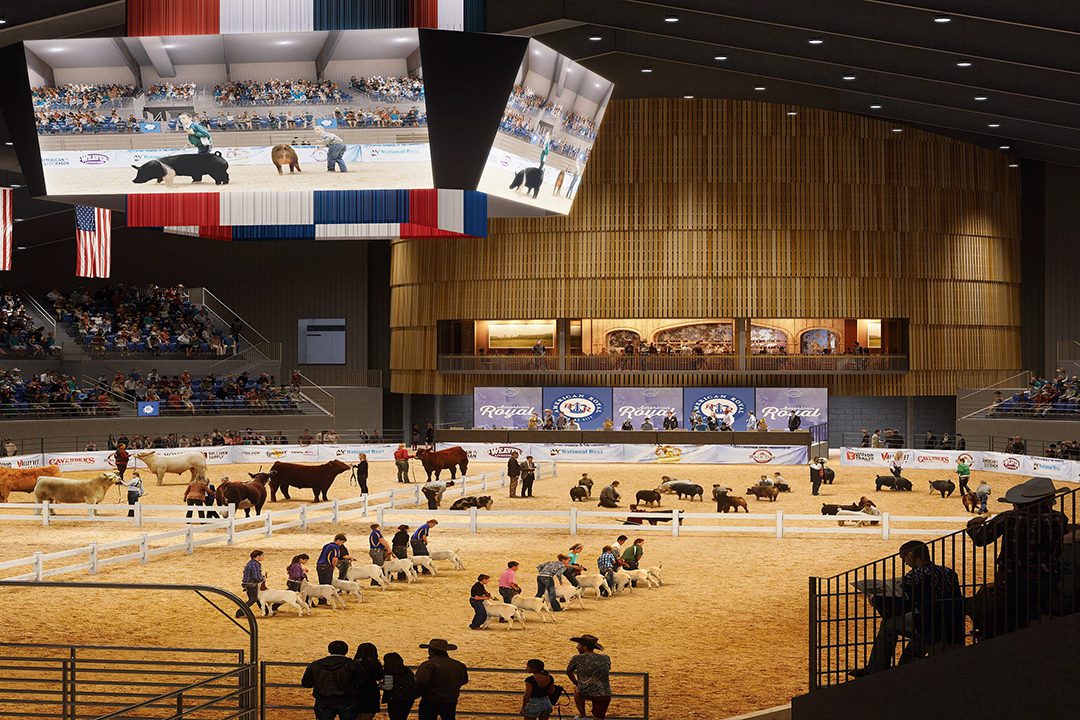 Rendering of a livestock competition.